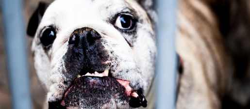 Les candidats Linguaskill sont-ils moches ?